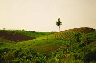 Scenic view of agricultural field against clear sky