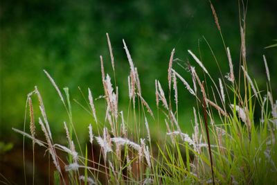 Close-up of fresh grass in field