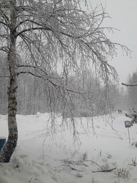 Bare trees on snow covered field