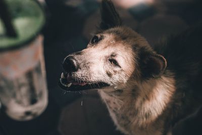 Close-up of dog