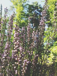 Flowers growing on tree