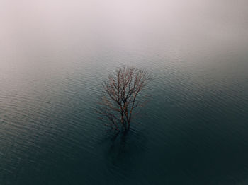 High angle view of bare tree in lake