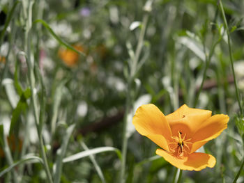 Close-up of yellow flowering plant