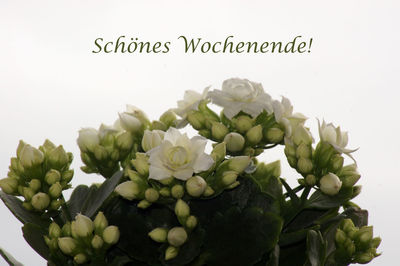 Close-up of fresh white roses on plant against gray background