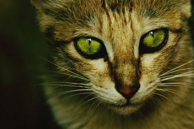 Close-up portrait of cat