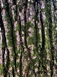 Full frame shot of trees in forest