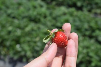 Cropped hand of woman holding fresh strawberry