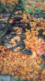 Full frame shot of autumn leaves