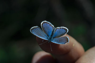 Close-up of hand holding blue butterfly