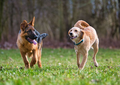 Dogs running on grassy field