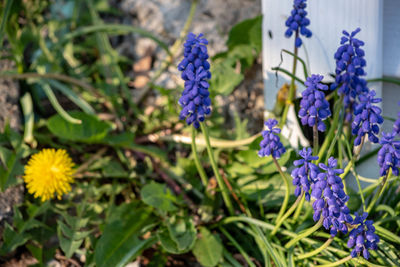 Close-up of purple flowering plants