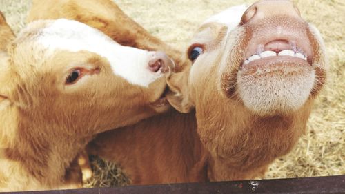 Close-up of two calves in animal pen