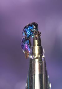 Close-up of blue metal