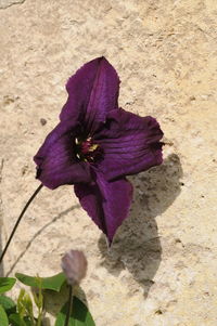 Close-up of purple flowers