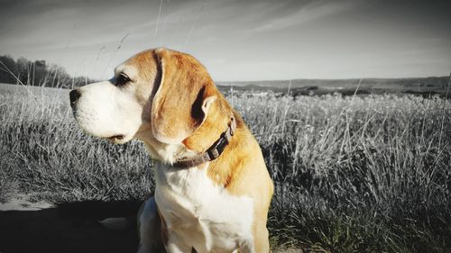 Dog looking away on field