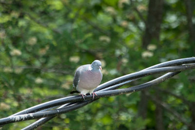 Close-up of bird perching on branch
