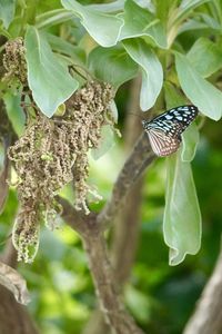 Close-up of butterfly pollinating flower