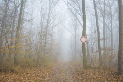 Road sign by trees in forest