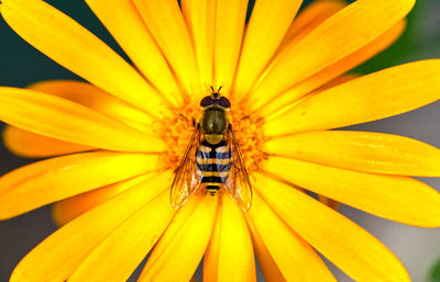 Close-up of insect on yellow flower