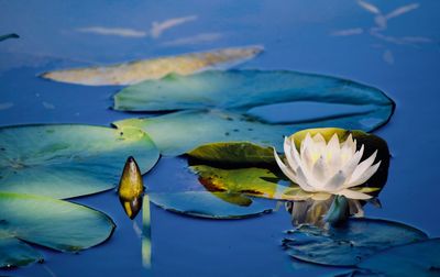 Newly opened white water lily