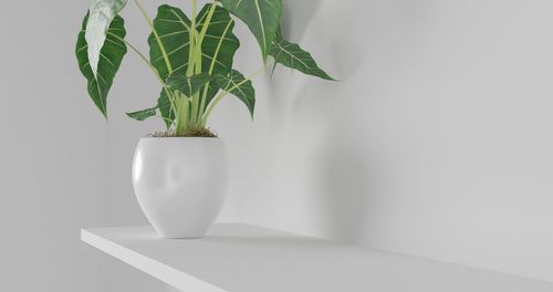 Close-up of potted plant on table against white background