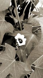 High angle view of flower growing on footpath