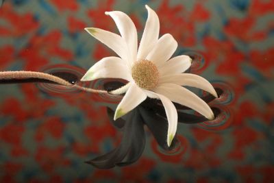 Close-up of white flowering plant