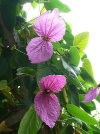 Close-up of pink flowers blooming outdoors