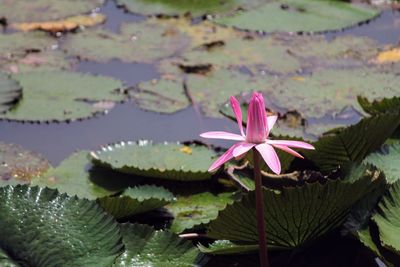 Close-up of lotus water lily in lake