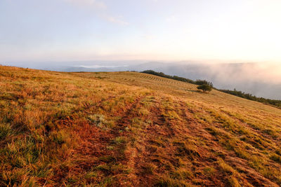 Scenic view of field against sky during sunset