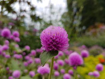 Close-up of pink flowers blooming outdoors