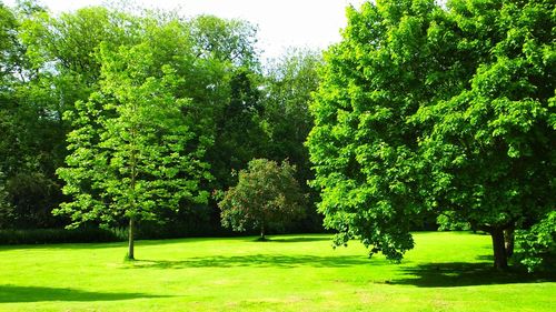 Trees in park