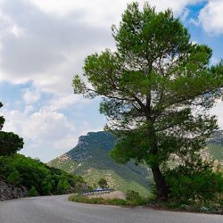 Trees by road against sky