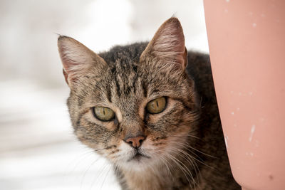 Close-up portrait of a cat