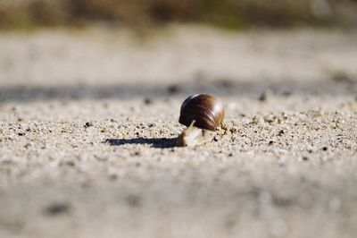 Close-up of snail on land