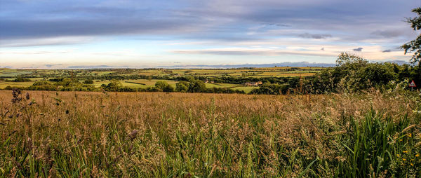 Scenic view of agricultural field against sky