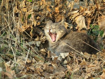 Close-up of plant in field