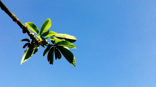 Low angle view of leaves against clear blue sky