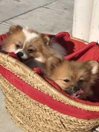 Portrait of cute dogs relaxing in basket
