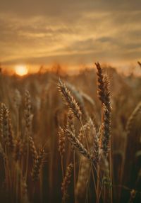 Close-up of stalks in field against sunset sky