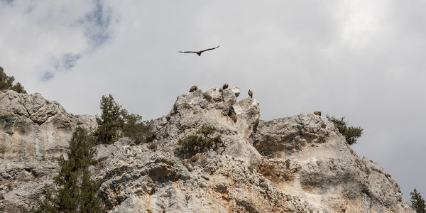 Low angle view of bird flying against sky