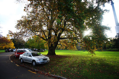 Trees in park against sky