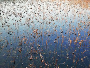 High angle view of plants in lake