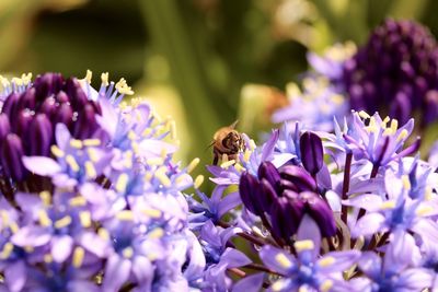 Close-up of insect on flowers