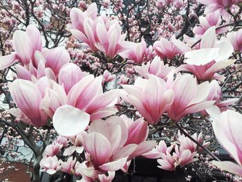 Close-up of pink flowers