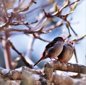 Close-up of bird perching on branch