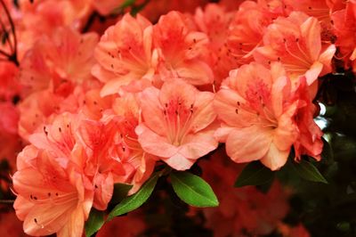 Close-up of pink flowers