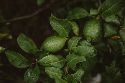 Close-up of fresh green leaves in plant