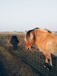 Side view of horse standing on grass against clear sky