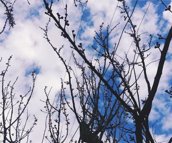 Low angle view of flowering plant against cloudy sky